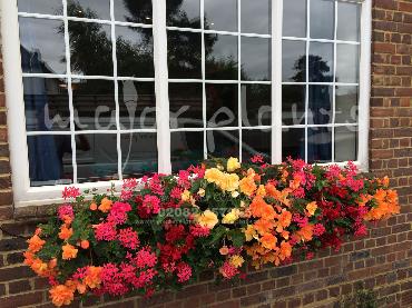 Major Plants Ltd - Hanging Basket Services - London - UK - Image 16