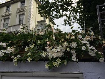Major Plants Ltd - Hanging Basket Services - London - UK - Image 52