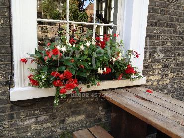 Major Plants Ltd - Hanging Basket Services - London - UK - Image 98