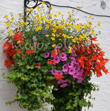 Major Plants Ltd - Hanging Basket Services - London - UK - Image 108