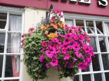 Major Plants Ltd - Hanging Basket Services - London - UK - Image 141