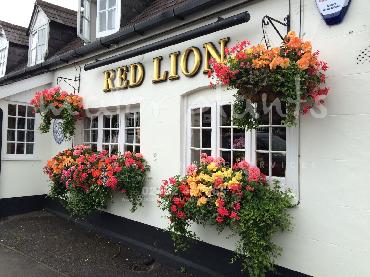 Major Plants Ltd - Hanging Basket Services - London - UK - Image 178