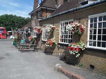 Major Plants Ltd - Hanging Basket Services - London - UK - Image 182