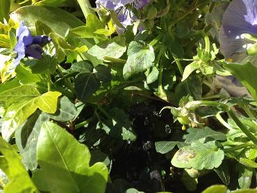 Major Plants Ltd - Irrigation Systems - London - UK - Image 10