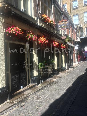 Major Plants Ltd - Our Customers - London - UK - Image 8
