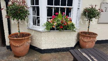 Major Plants Ltd - Pots and Troughs - London - UK - Image 36
