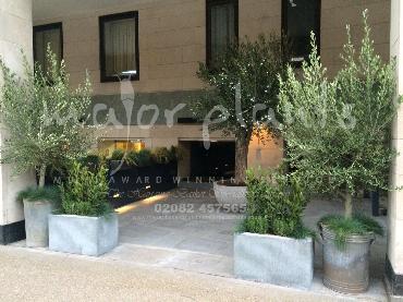 Major Plants Ltd - Pots and Troughs - London - UK - Image 59