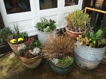 Major Plants Ltd - Pots and Troughs - London - UK - Image 62