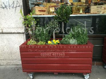 Major Plants Ltd - Pots and Troughs - London - UK - Image 71