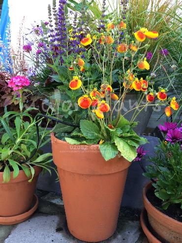 Major Plants Ltd - Pots and Troughs - London - UK - Image 82