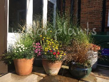Major Plants Ltd - Pots and Troughs - London - UK - Image 104