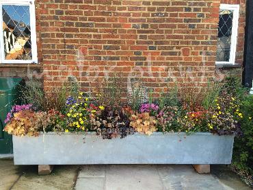 Major Plants Ltd - Pots and Troughs - London - UK - Image 119