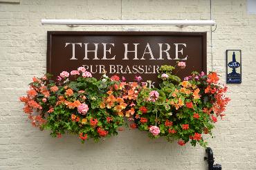 Major Plants Ltd - WBC The Hare - London - UK - Image 6