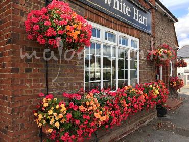 Major Plants Ltd - Window Boxes - London - UK - Image 17