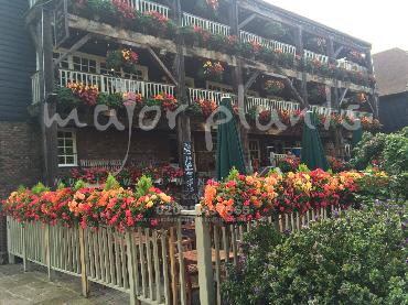 Major Plants Ltd - Window Boxes - London - UK - Image 55