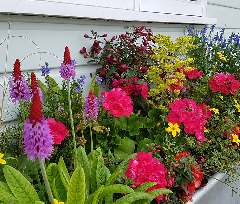 Hanging Basket Maintenance London UK